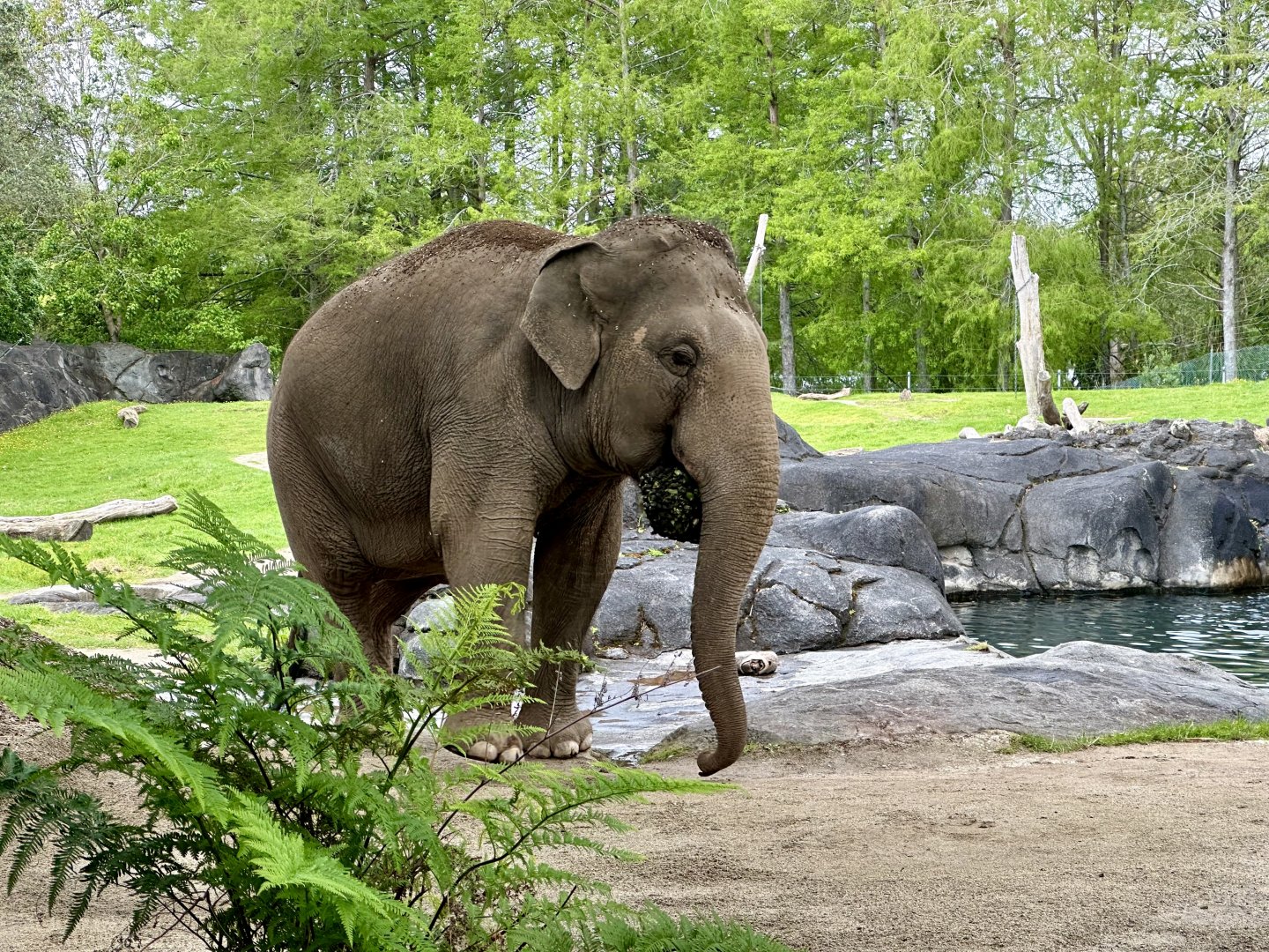 Burma (Carrying Food Enrichment)