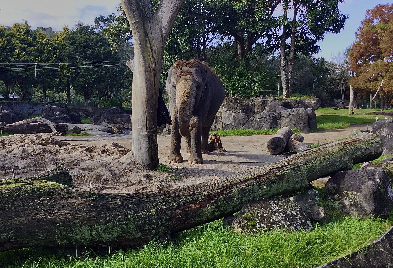 Burma (female Indian elephant)