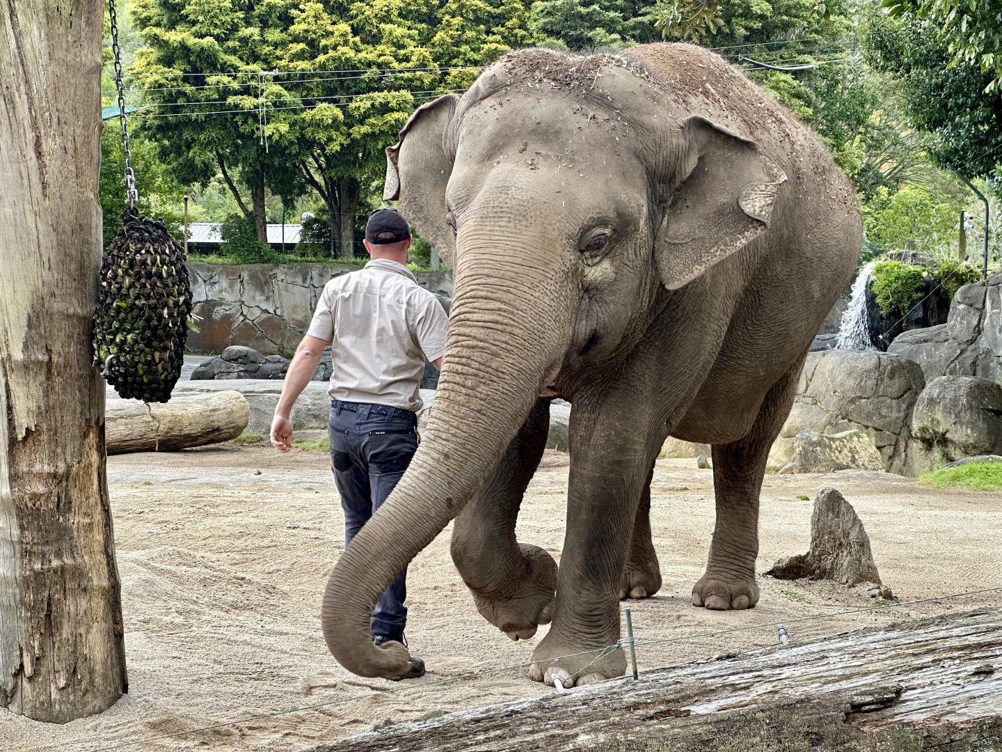 Burma (Flapping Ears)