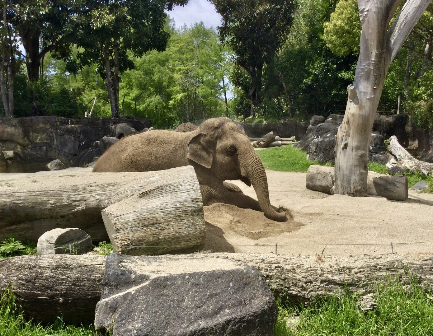 Burma (Indian Elephant Cow) - Sitting in the Sand