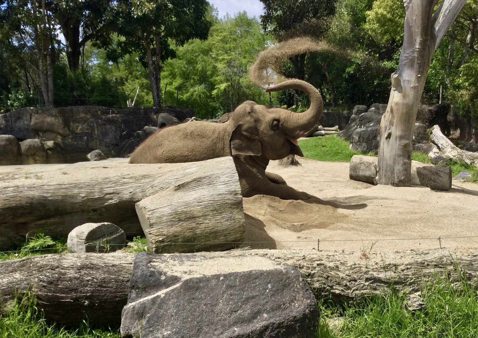 Burma (Indian Elephant Cow) - Throwing Sand