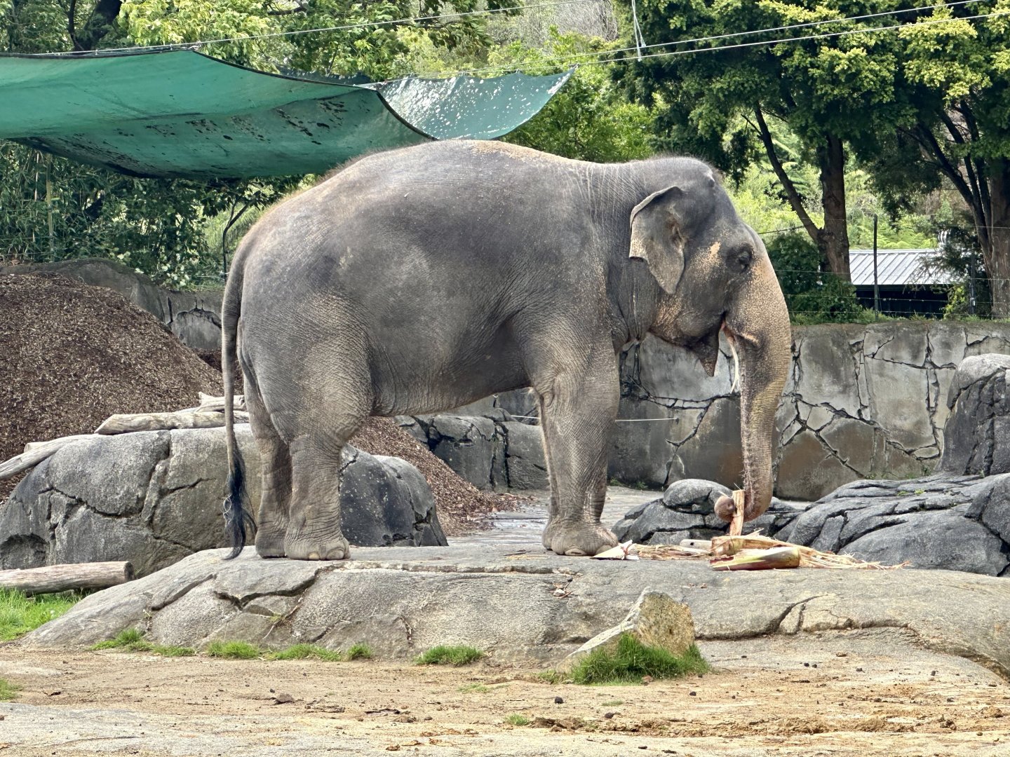 Burma (Indian Elephant) Eating