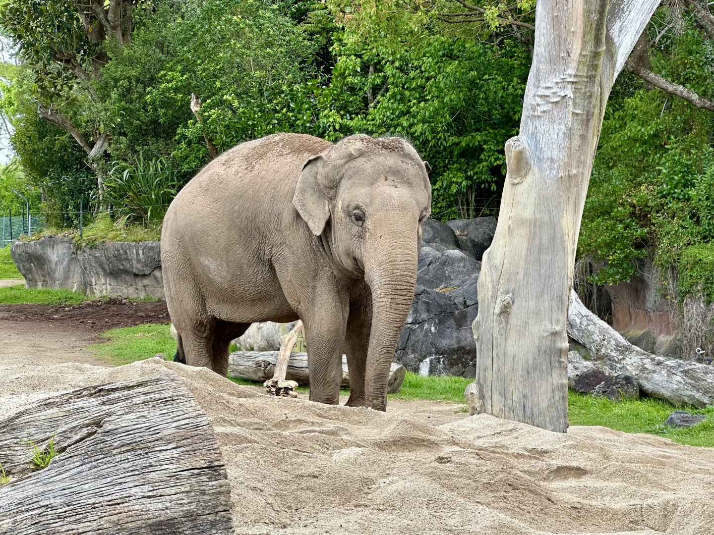 Burma (Indian Elephant)