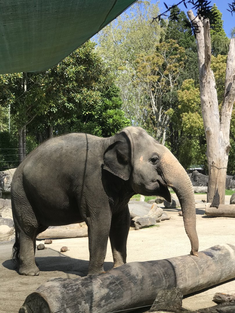 Burma the Asian elephant