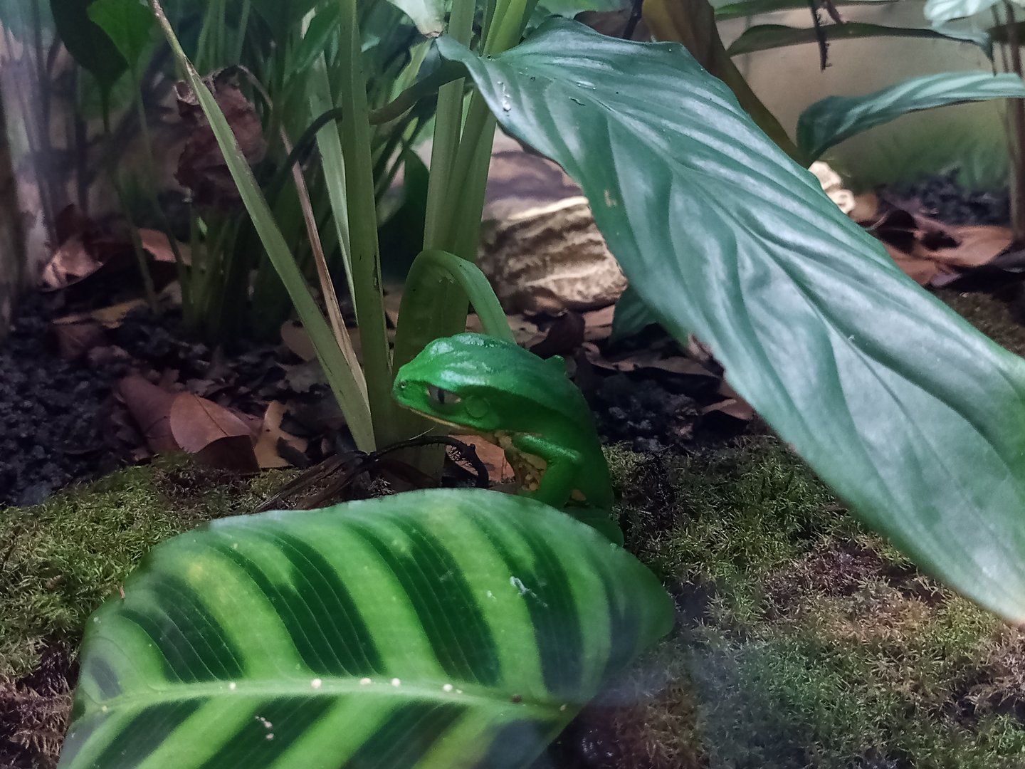 Burmeisters leaf frog