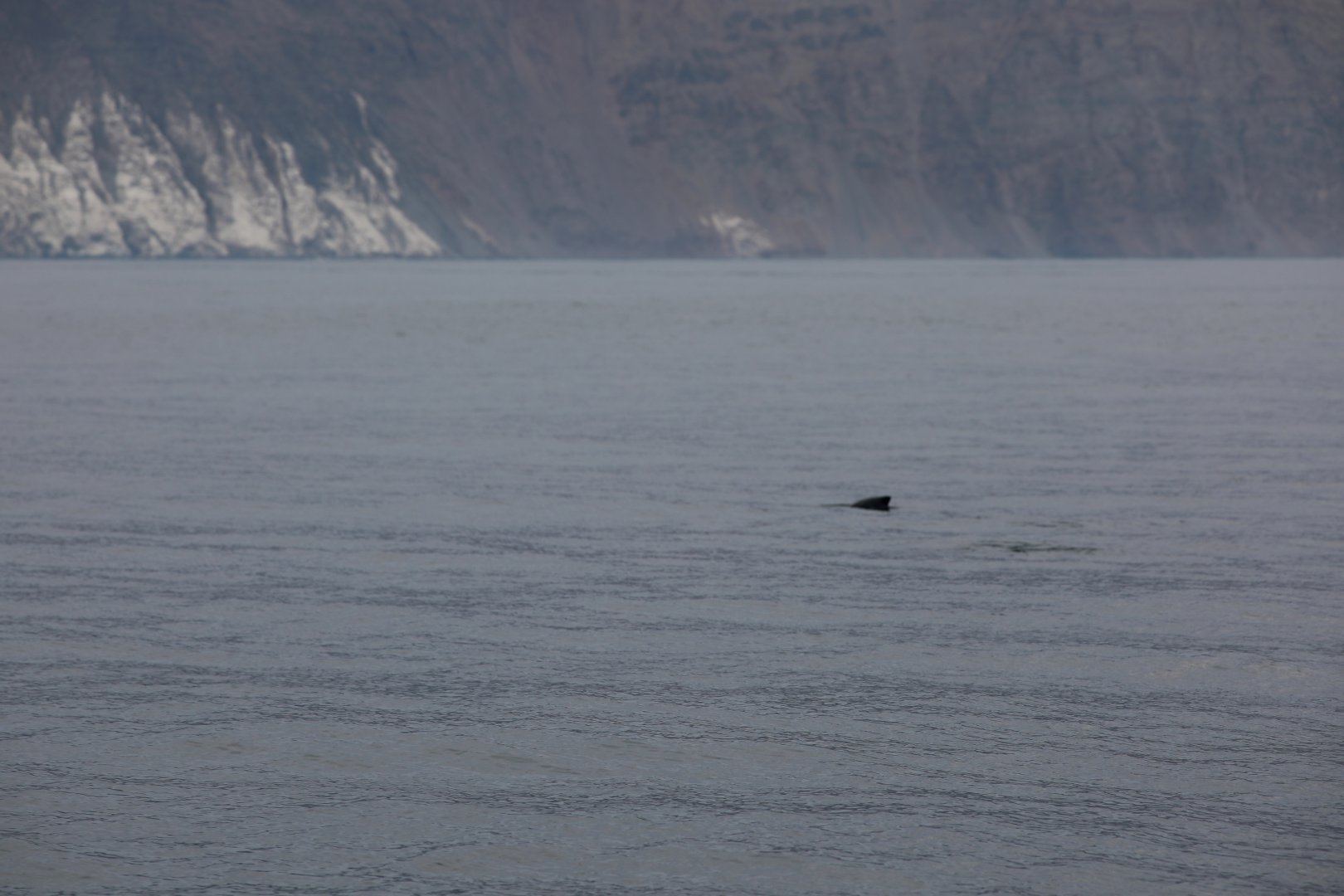 Burmeister's porpoise (Phocoena spinipinnis)