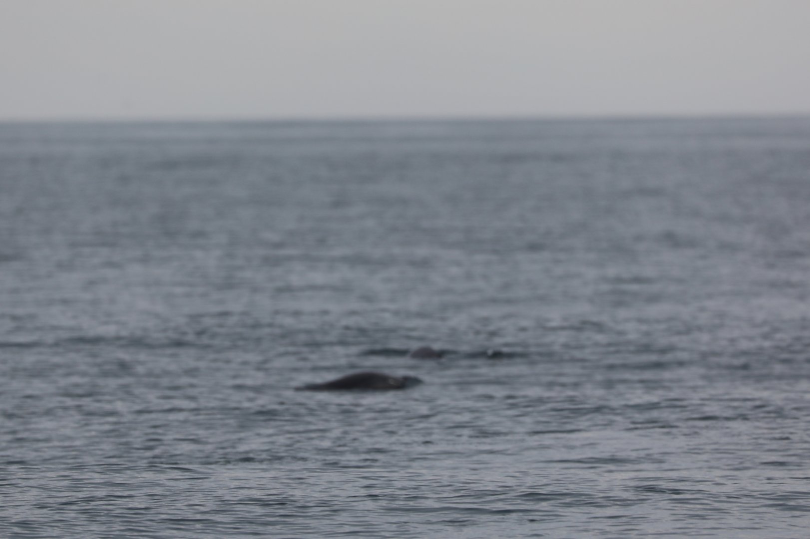Burmeister's porpoise (Phocoena spinipinnis)