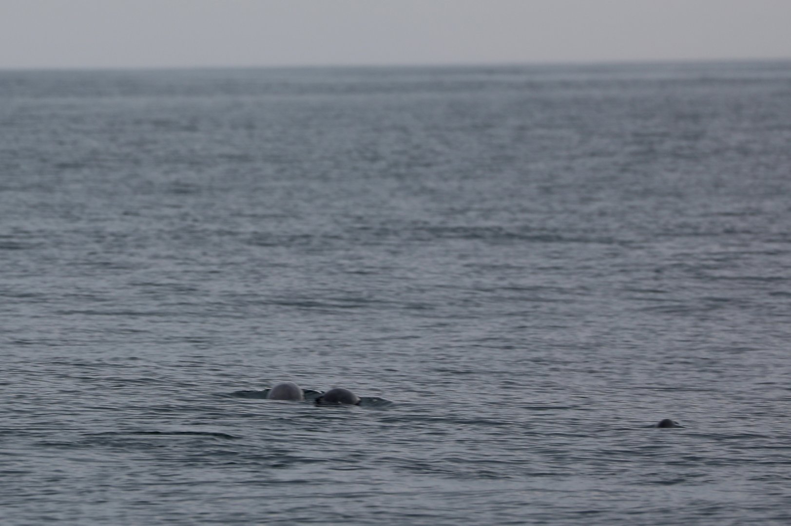 Burmeister's porpoise (Phocoena spinipinnis)