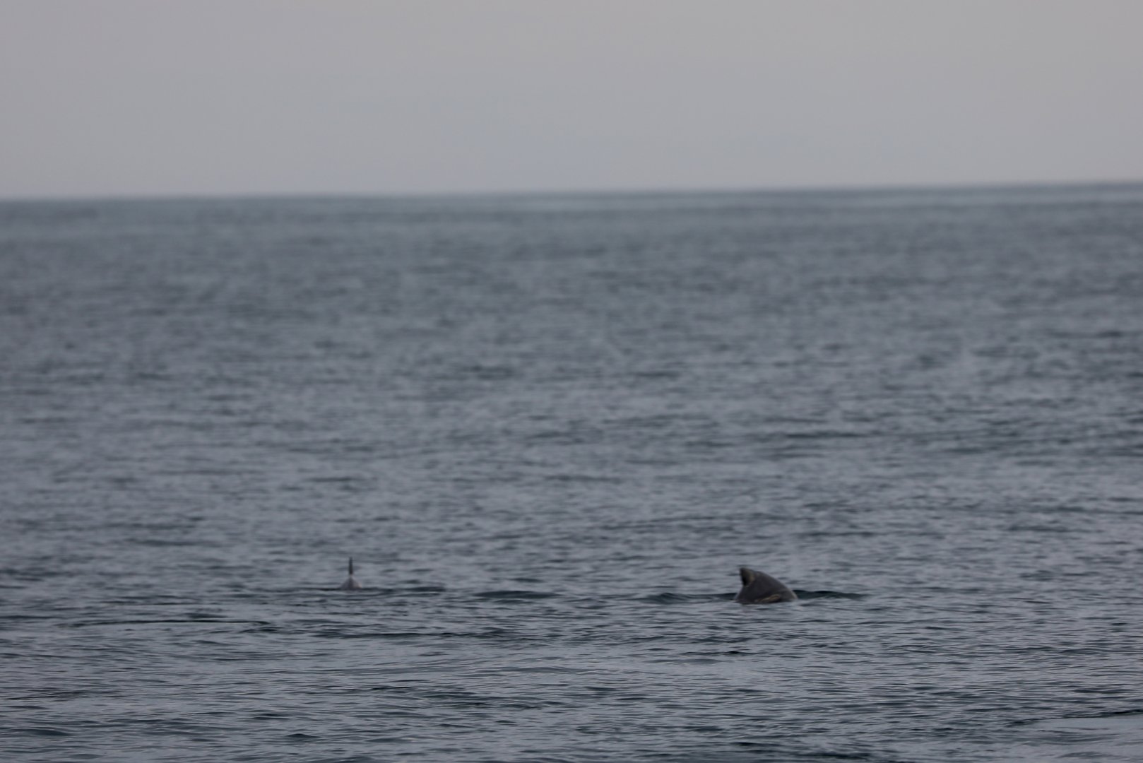 Burmeister's porpoise (Phocoena spinipinnis)