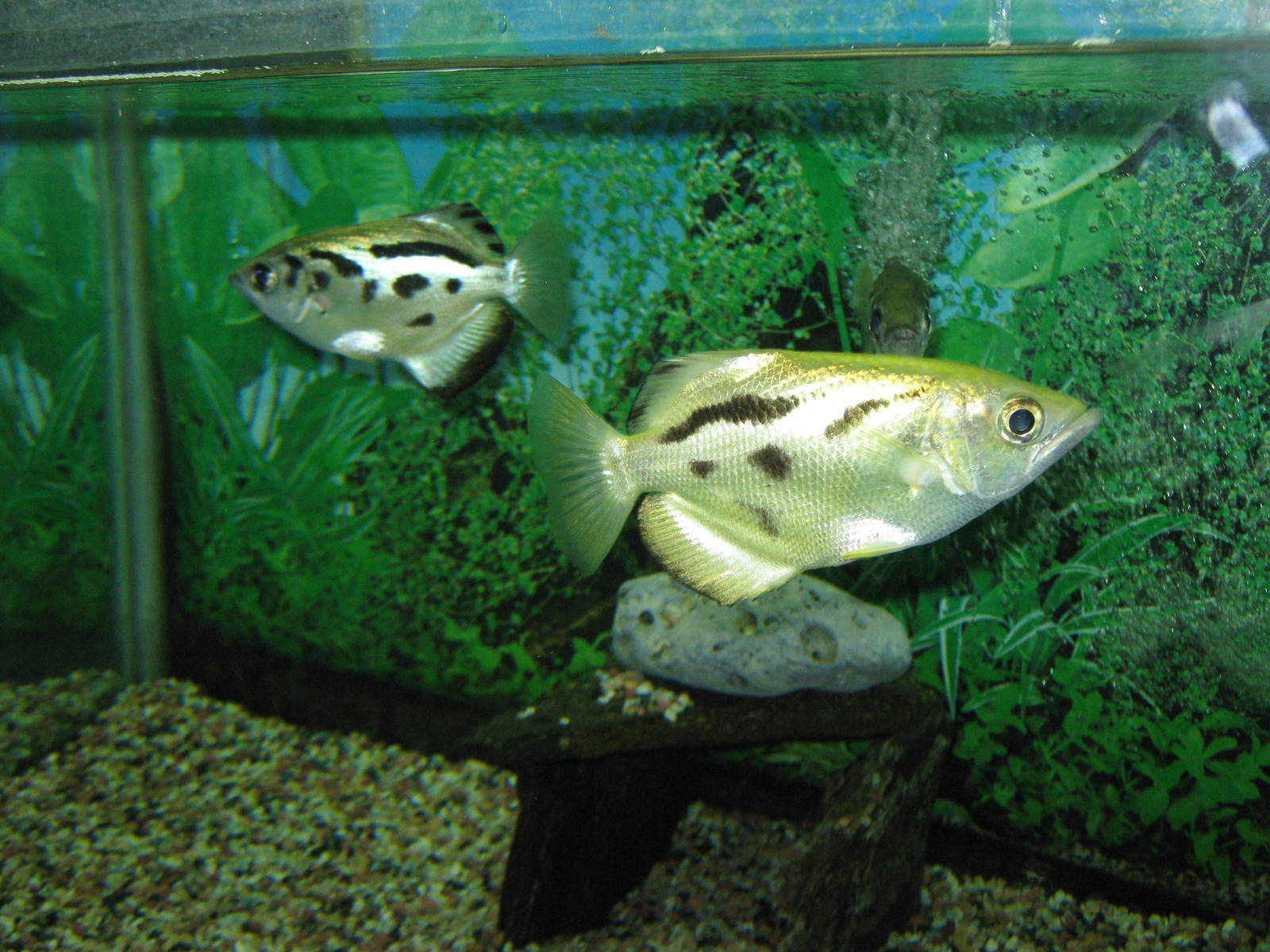 Burmese Archerfish (Toxotes blythii)