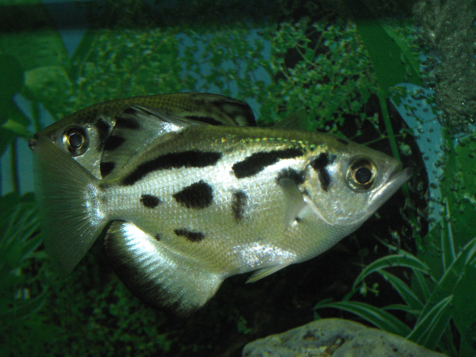 Burmese Archerfish (Toxotes blythii)