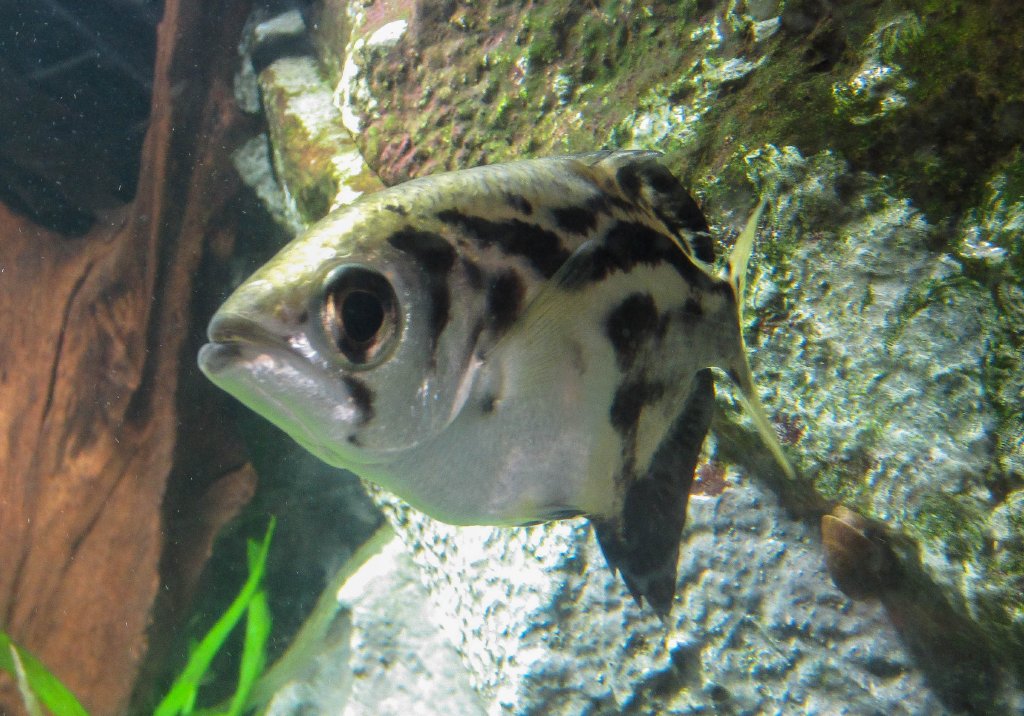 Burmese Archerfish