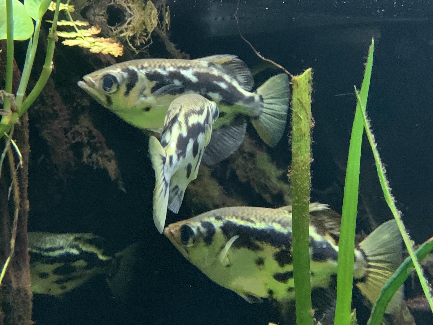 Burmese archerfish