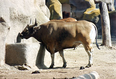 Burmese banteng 1995