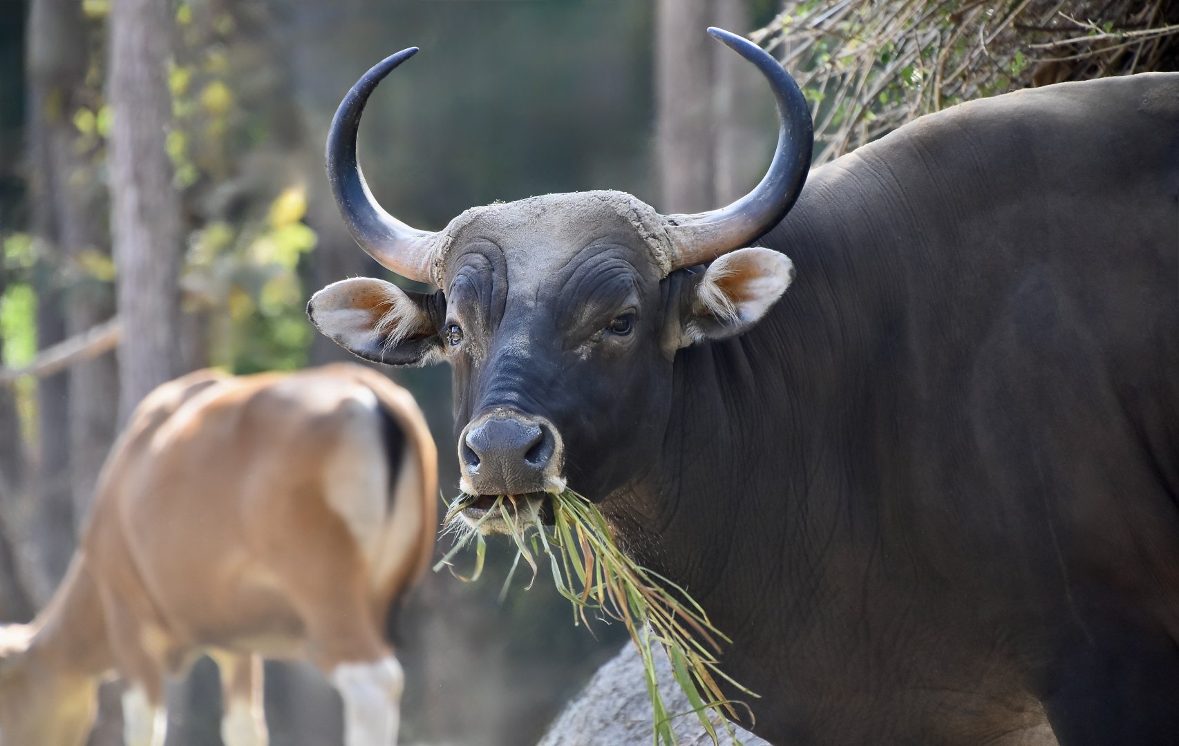 Burmese Banteng (Bos javanicus birmanicus) male