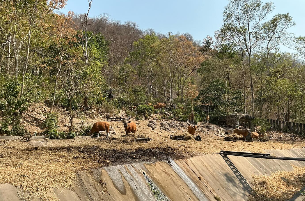 Burmese banteng (During the dry forest period)
