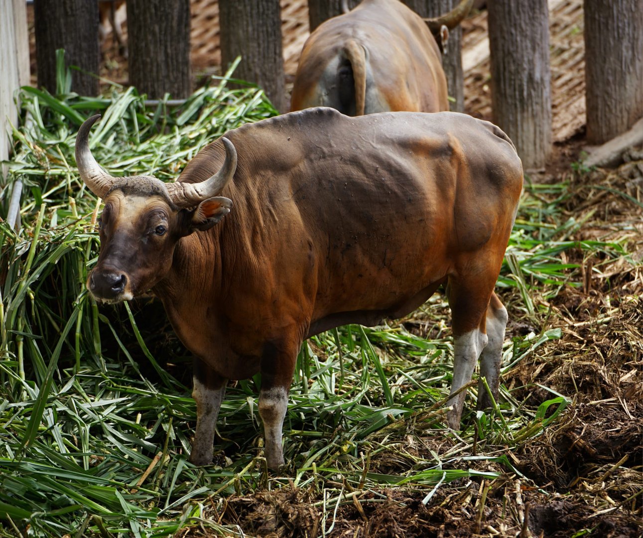 Burmese Banteng