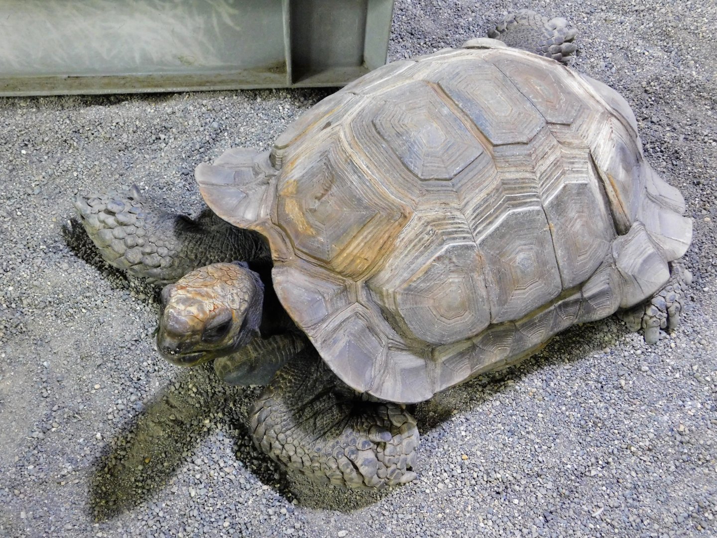 Burmese Black Forest Tortoise (Manouria emys) - Itabashi Botanical Garden September 27, 2025
