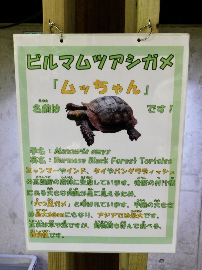 Burmese Black Forest Tortoise Signage - Itabashi Botanical Garden September 27, 2025