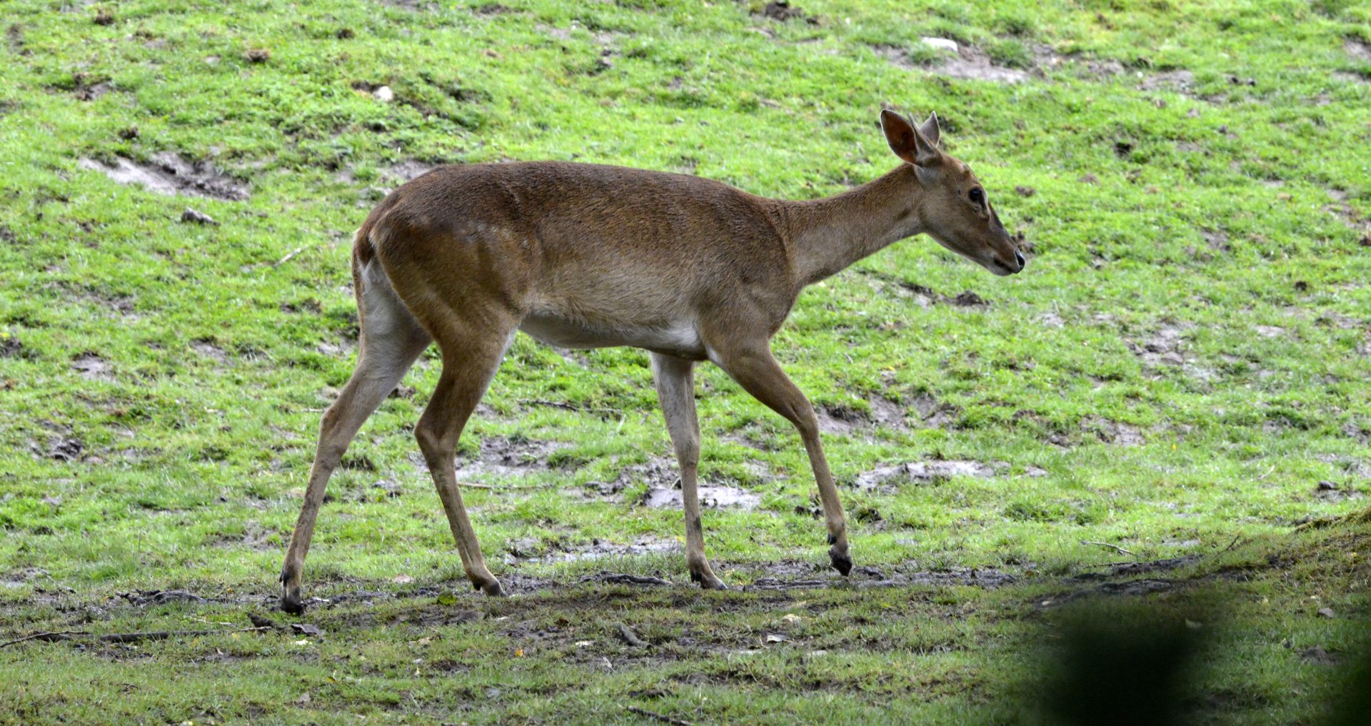 Burmese brow antler deer