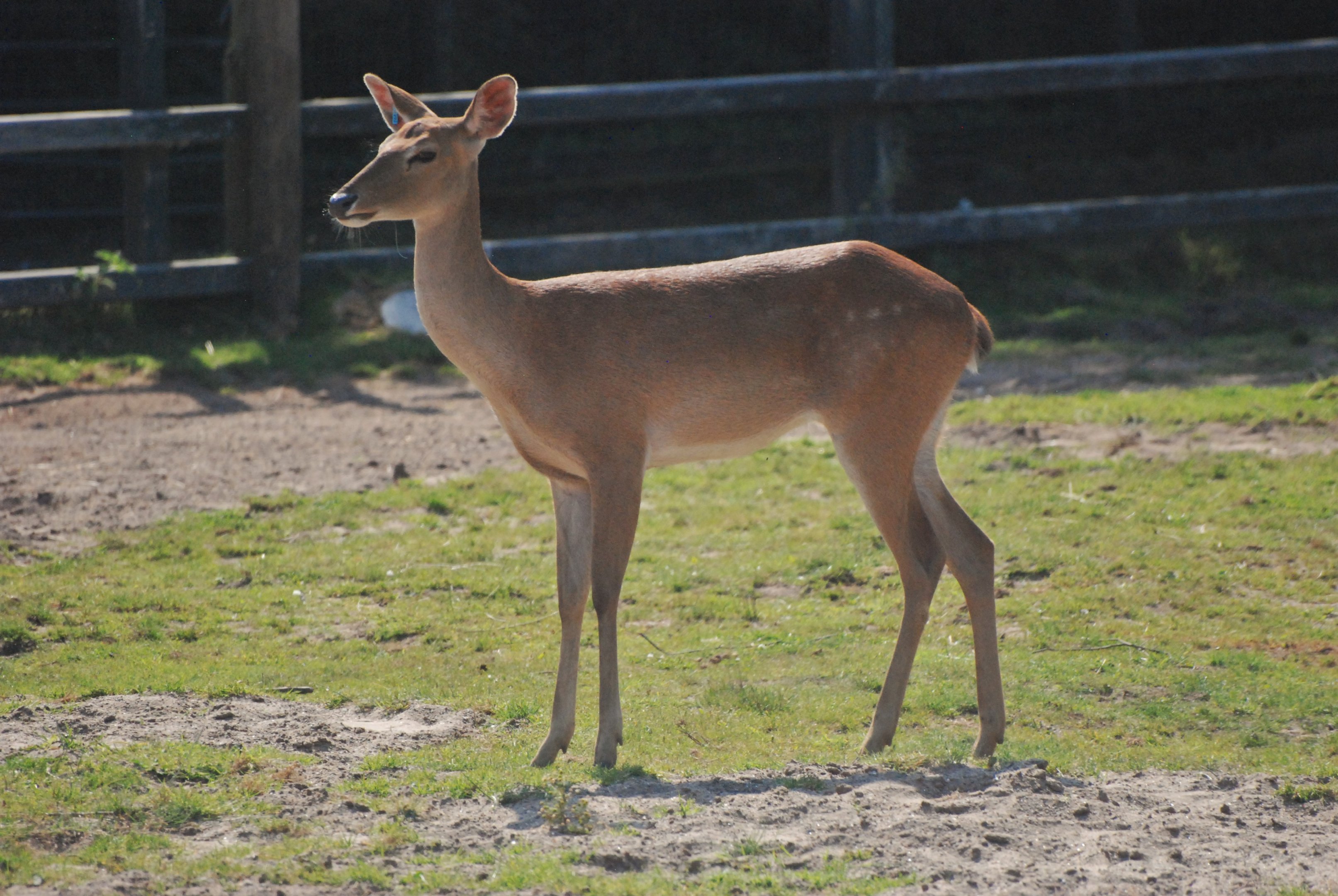 Burmese Brow-antlered Deer at Chester, 20th July 2021