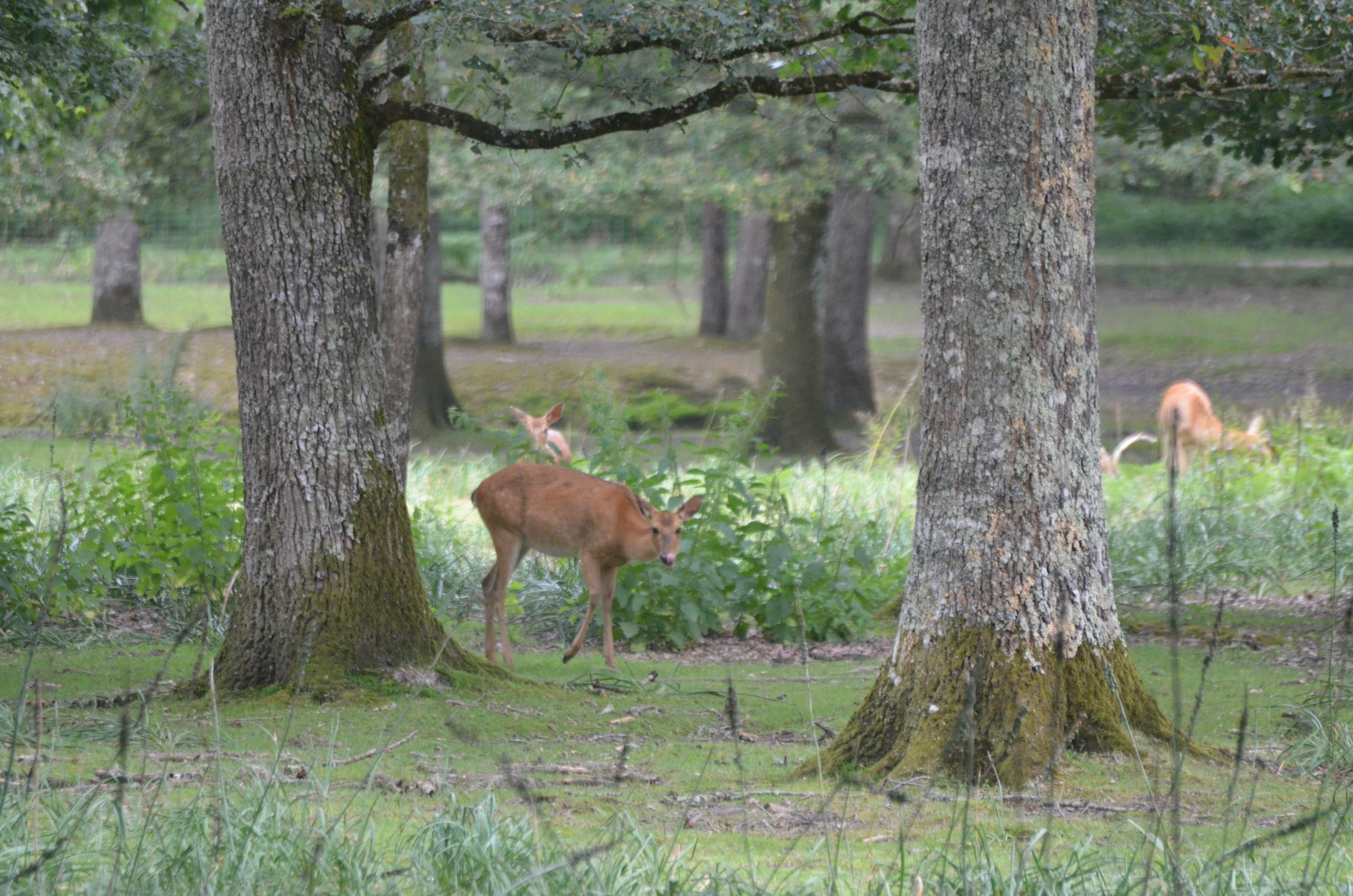 Burmese Brow-antlered Deer at Haute-Touche, 14/06/18