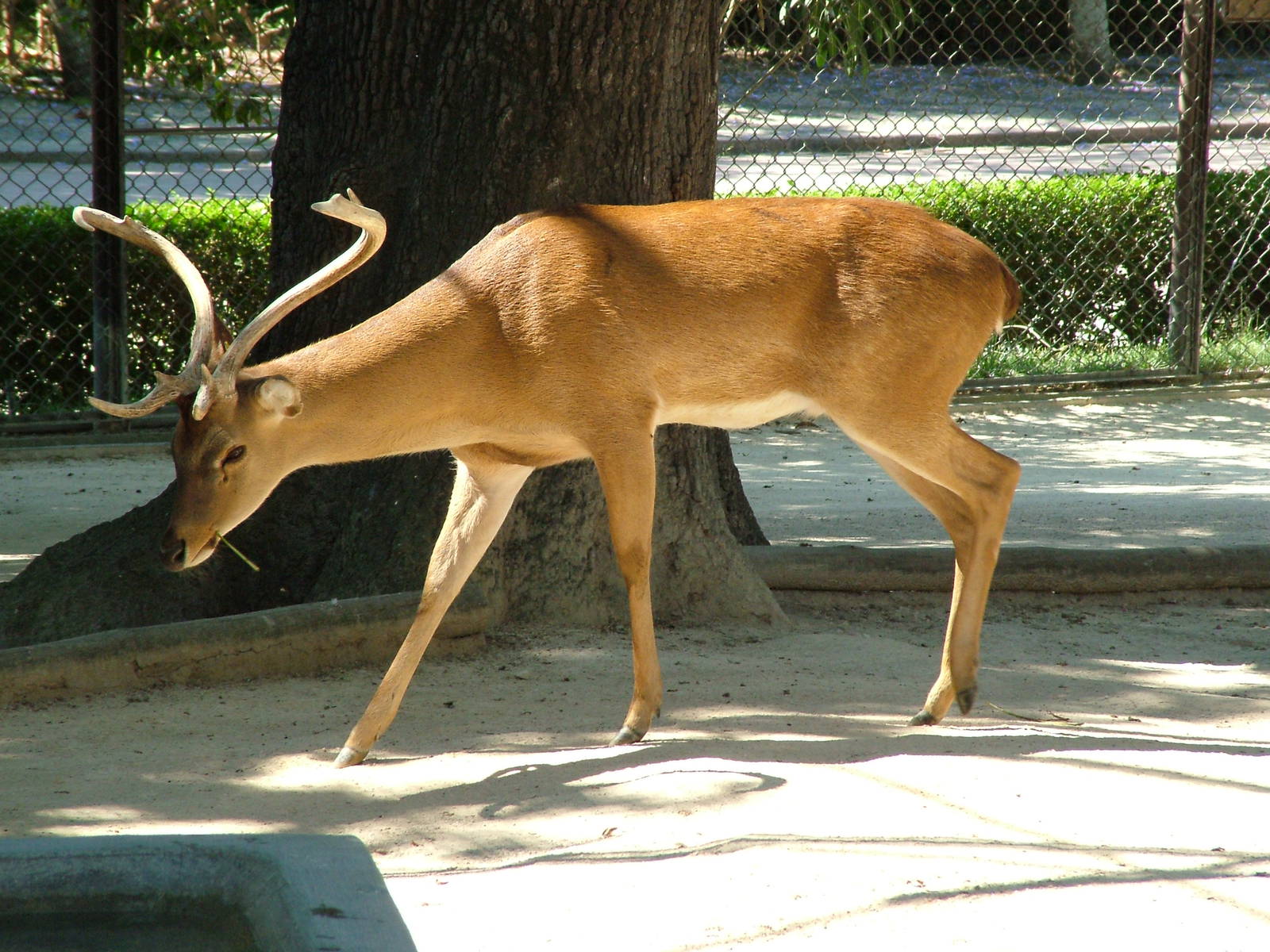 Burmese Brow-antlered Deer at Lisbon Zoo, 24/05/11