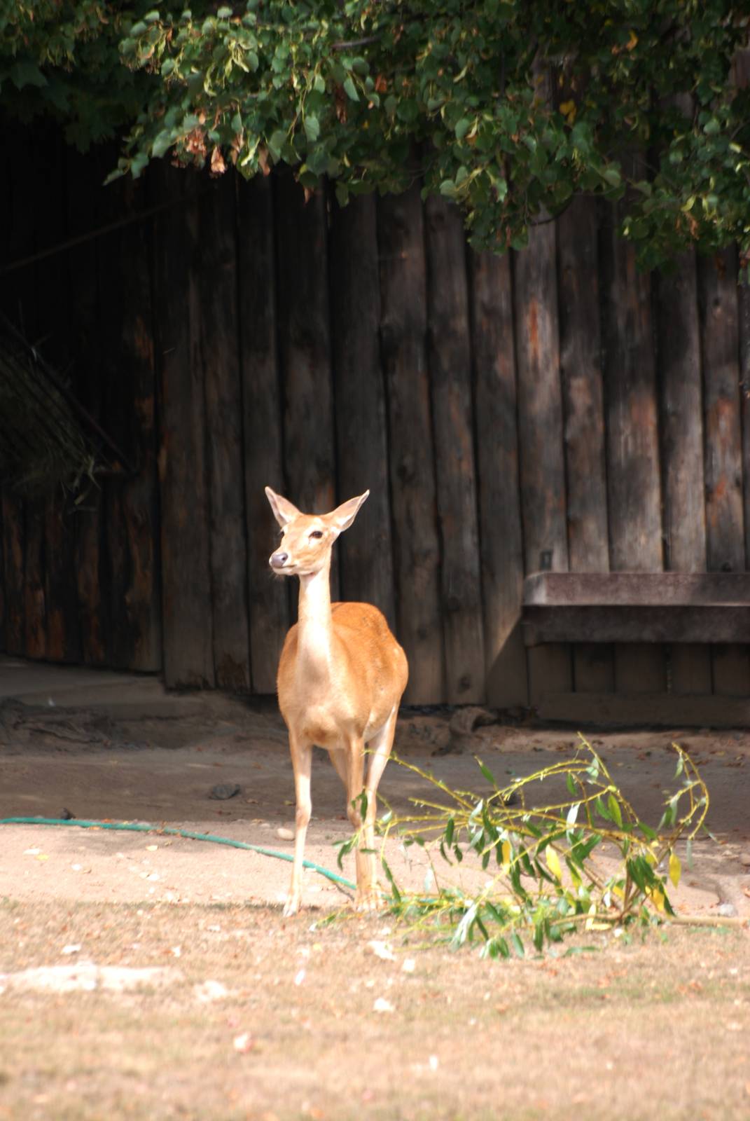 Burmese Brow-antlered Deer at Prague, 25/08/12