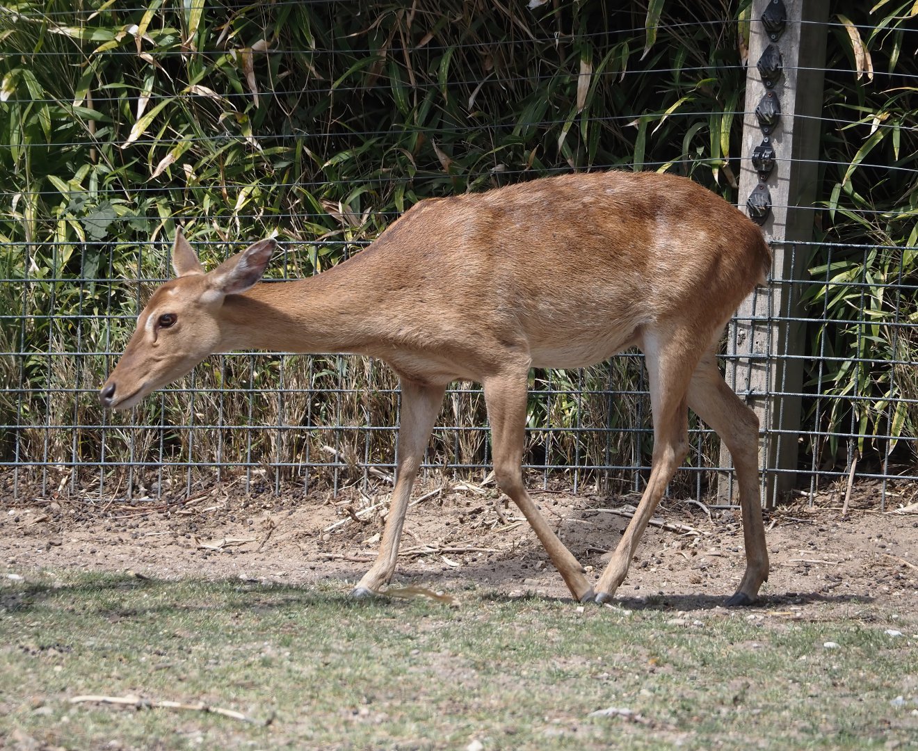 Burmese brow-antlered deer, Burmese Eld's deer or Myanmar thamin (Panolia eldii thamin), 2025-05-17