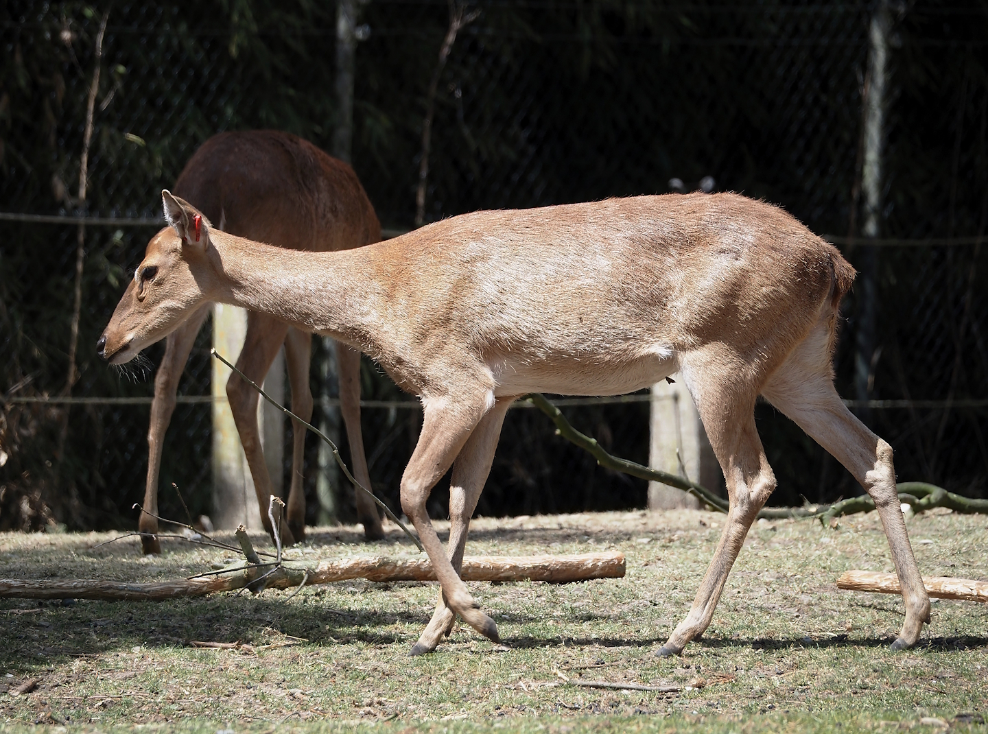 Burmese brow-antlered deer, Burmese Eld's deer or Myanmar thamin (Panolia eldii thamin), 2025-05-17