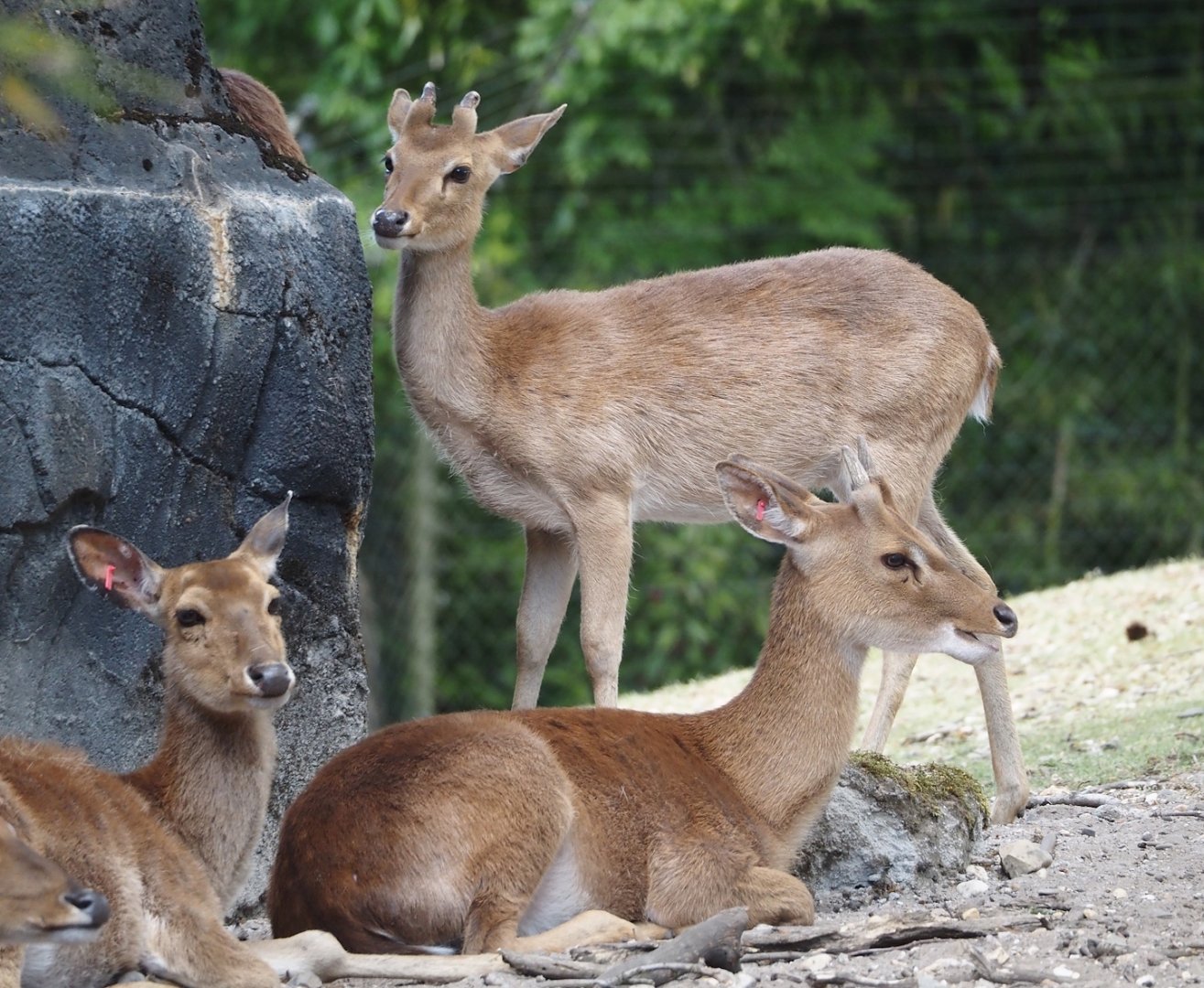 Burmese brow-antlered deer, Burmese Eld's deer or Myanmar thamin (Panolia eldii thamin), 2025-05-17