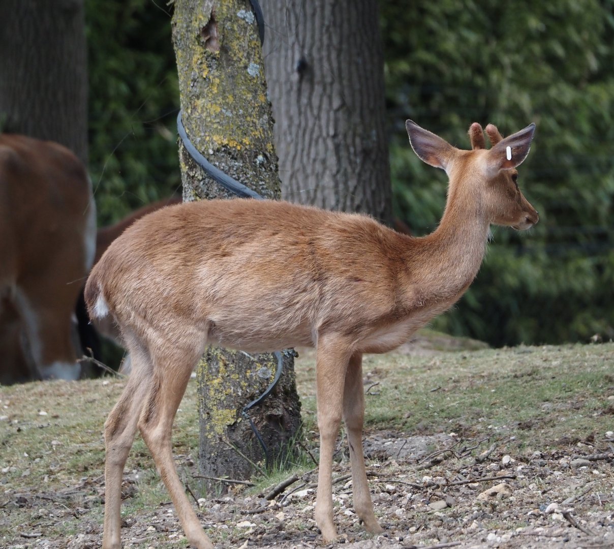 Burmese brow-antlered deer, Burmese Eld's deer or Myanmar thamin (Panolia eldii thamin), 2025-05-17