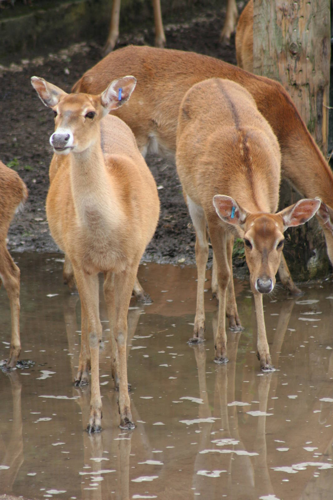 Burmese Brow-antlered Deer @ Chester; 21.07.2011