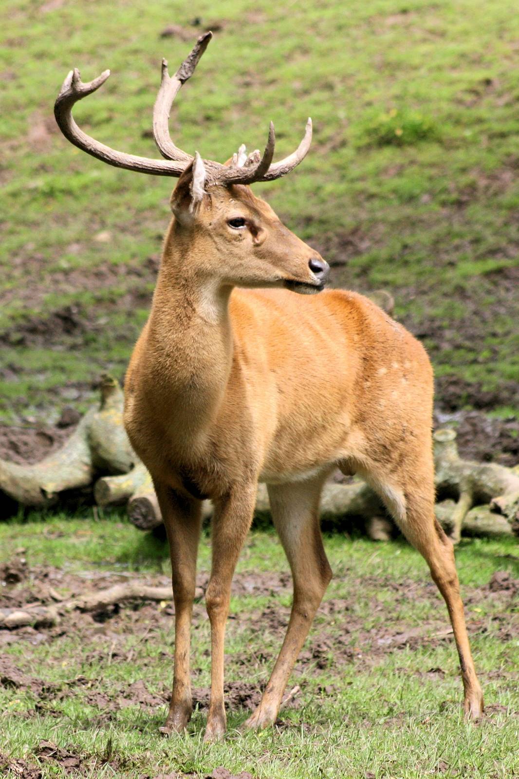 Burmese brow-antlered deer; Chester; 24th June 2012