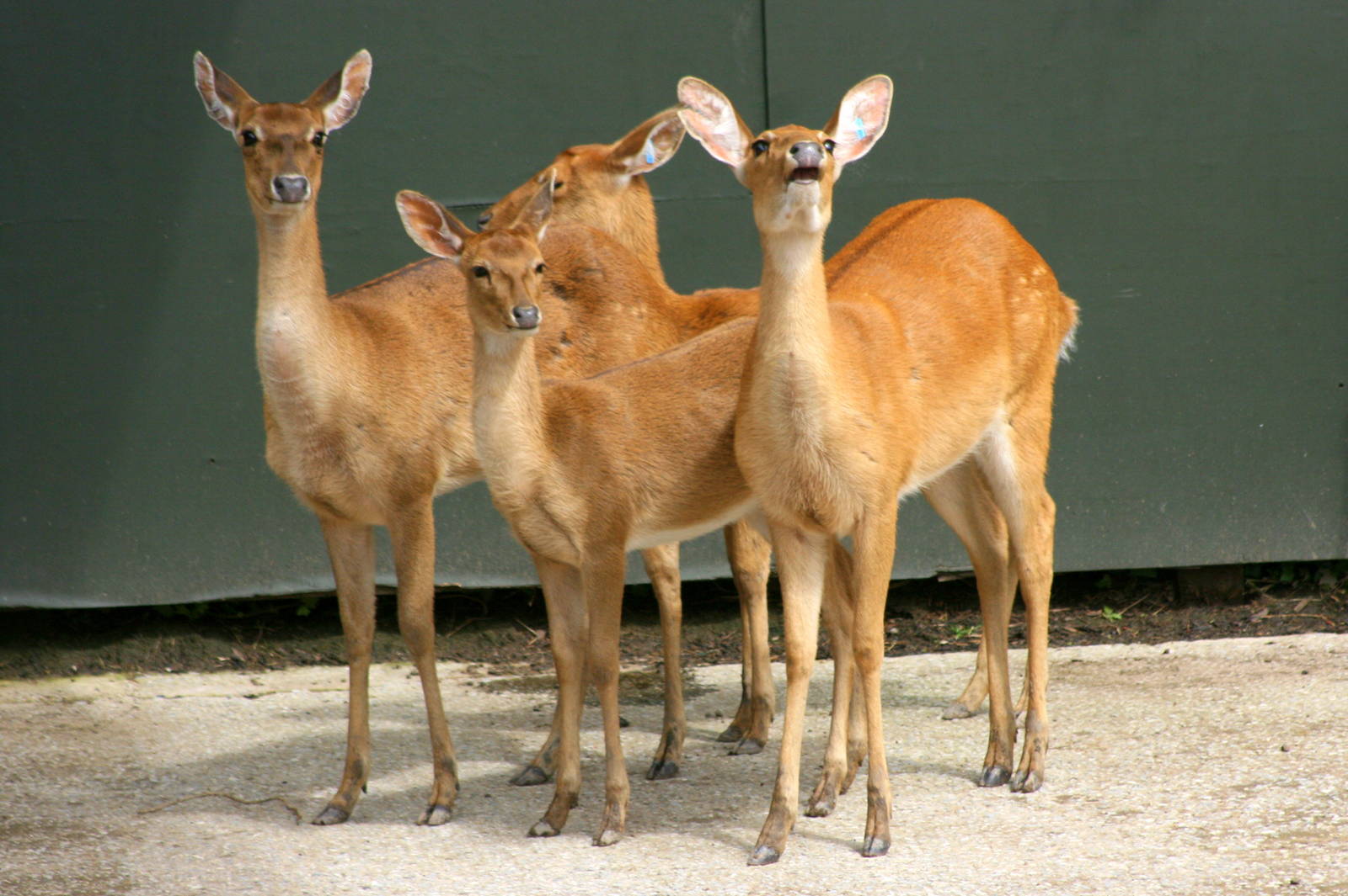 Burmese brow-antlered deer; Chester; 24th June 2012
