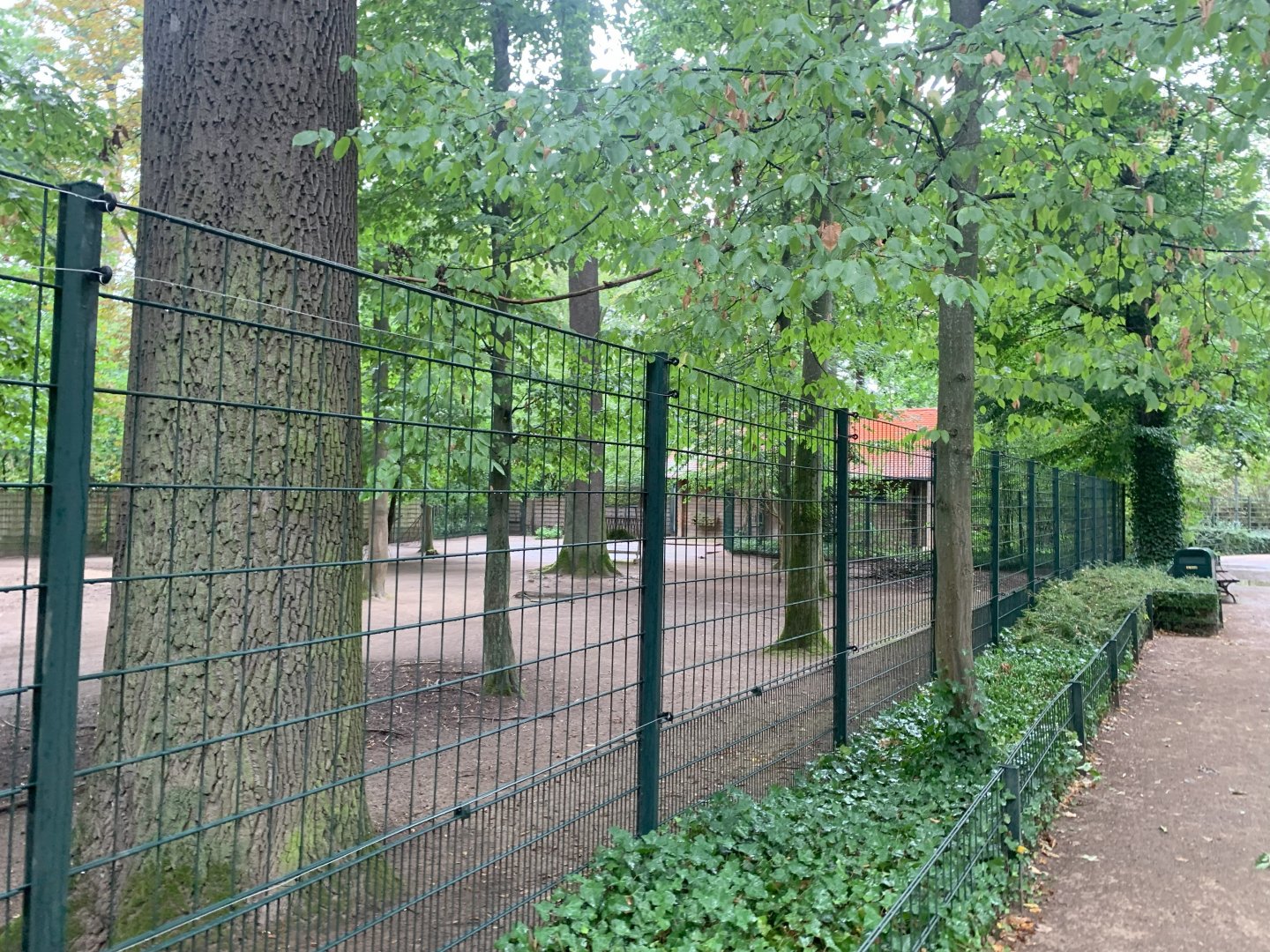 Burmese Brow-antlered Deer enclosure - Africa