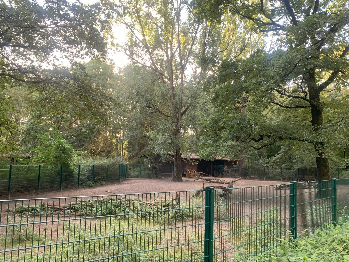 Burmese Brow-antlered Deer enclosure