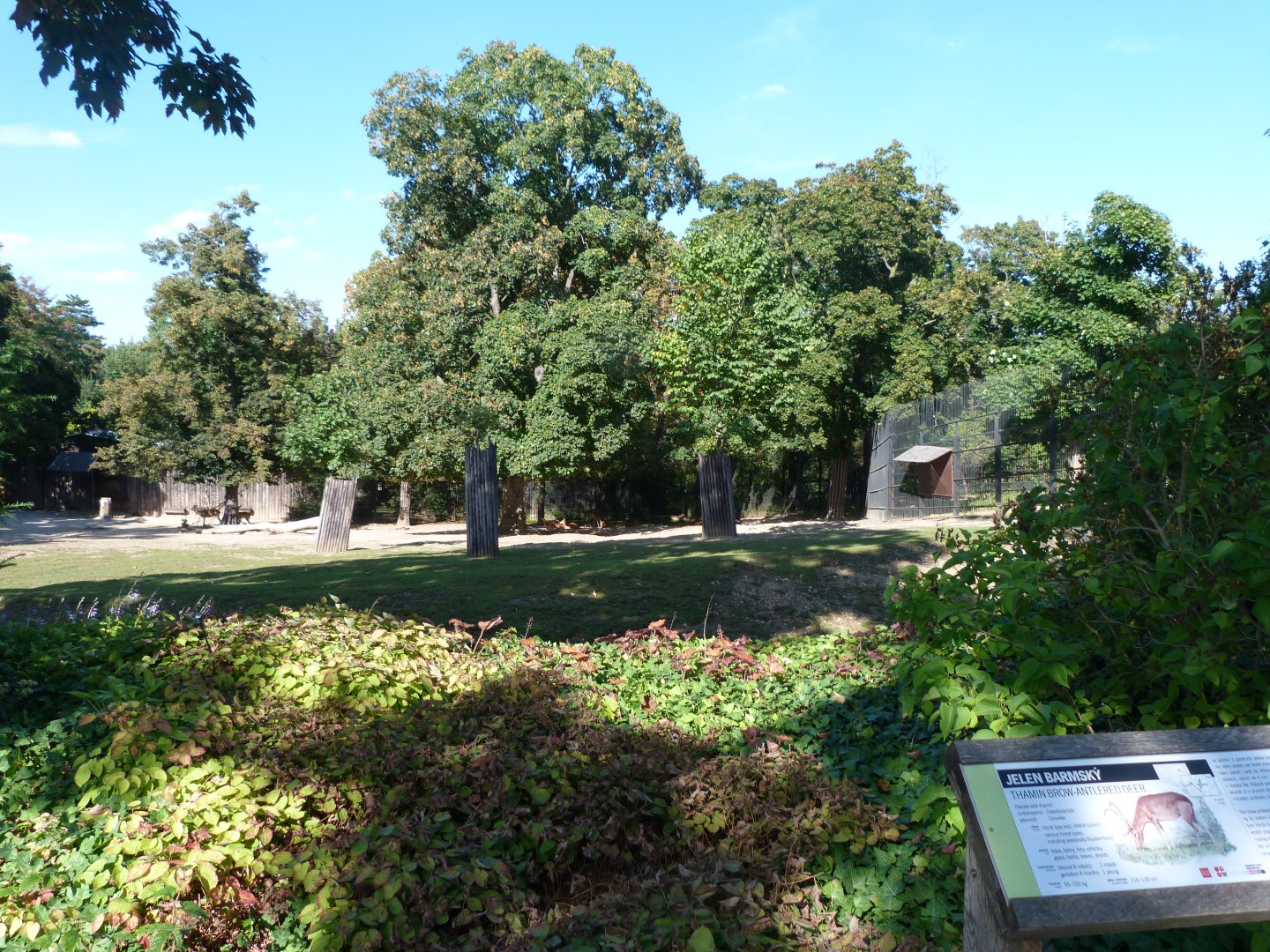 Burmese brow-antlered deer exhibit -Zoo Praha (2025)