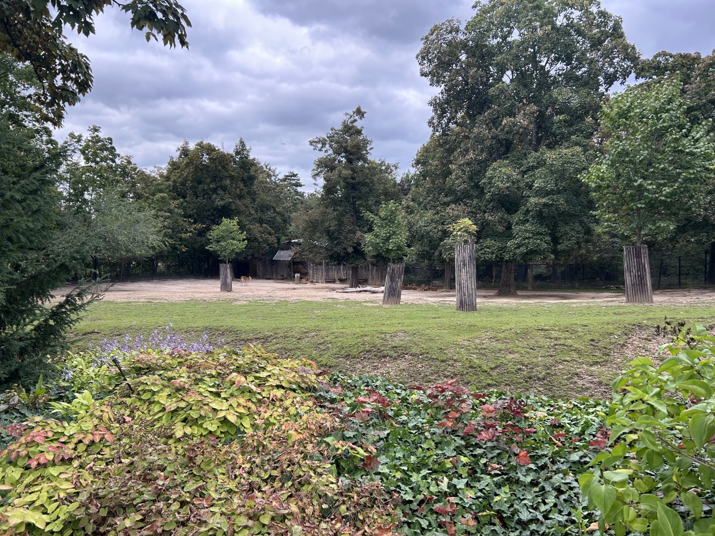 Burmese Brow-antlered Deer Exhibit
