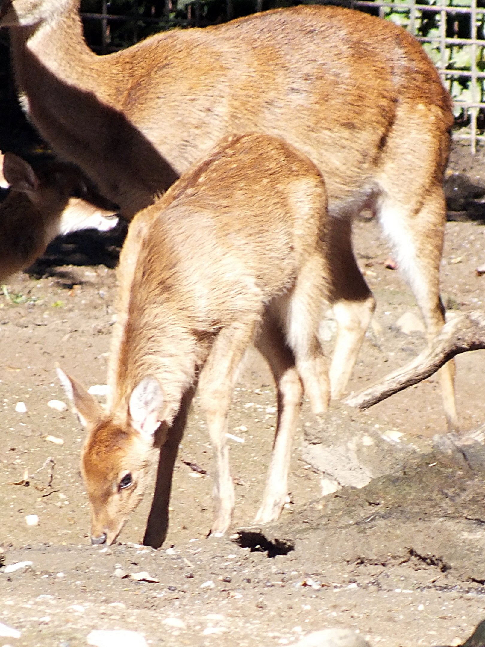 Burmese brow-antlered deer fawn