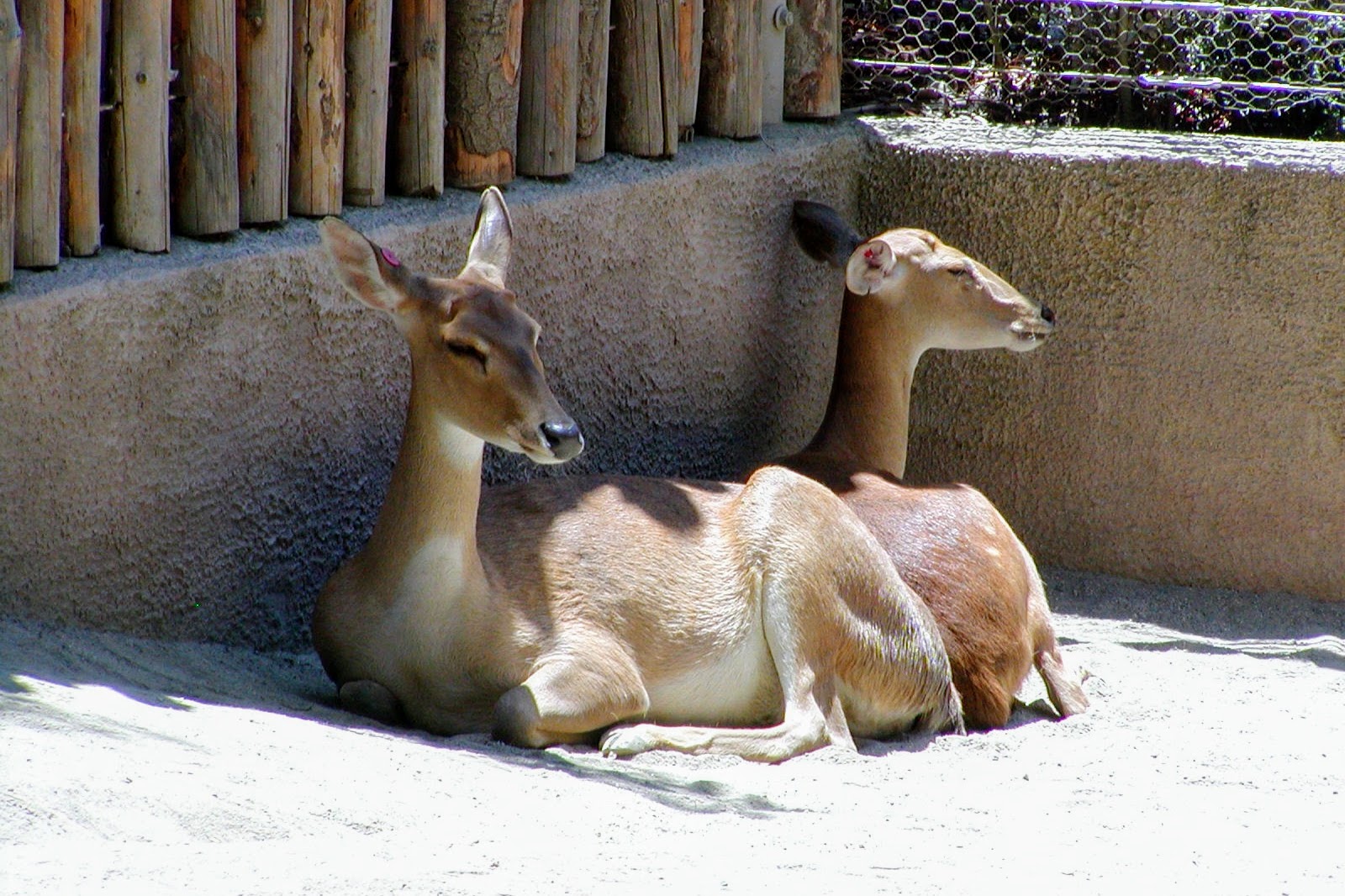 Burmese Brow-antlered Deer in the Petting Kraal