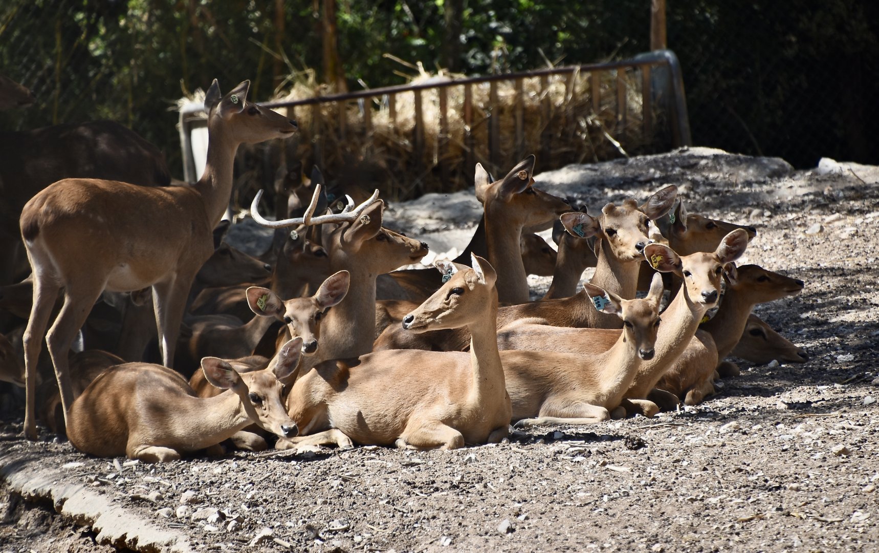 Burmese Brow-Antlered Deer (Panolia eldii thamin)