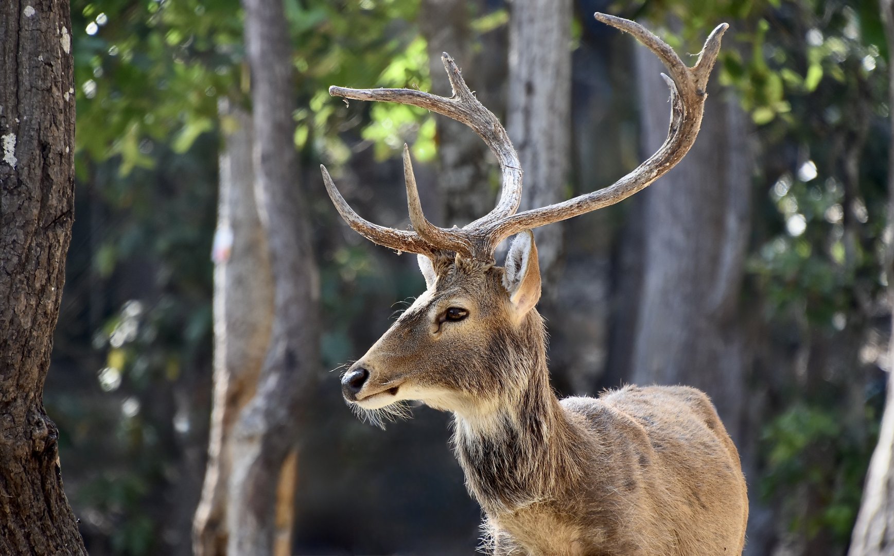 Burmese Brow-Antlered Deer (Rucervus eldii thamin) male