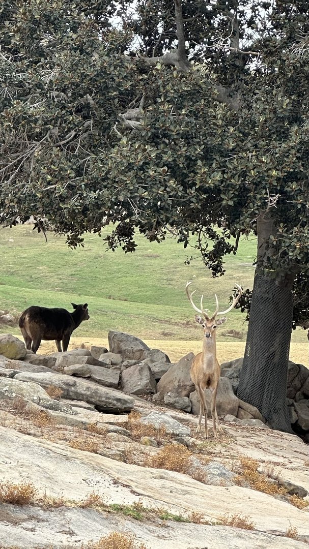Burmese Brow-antlered Deer Stag & Malayan Sambar Hind