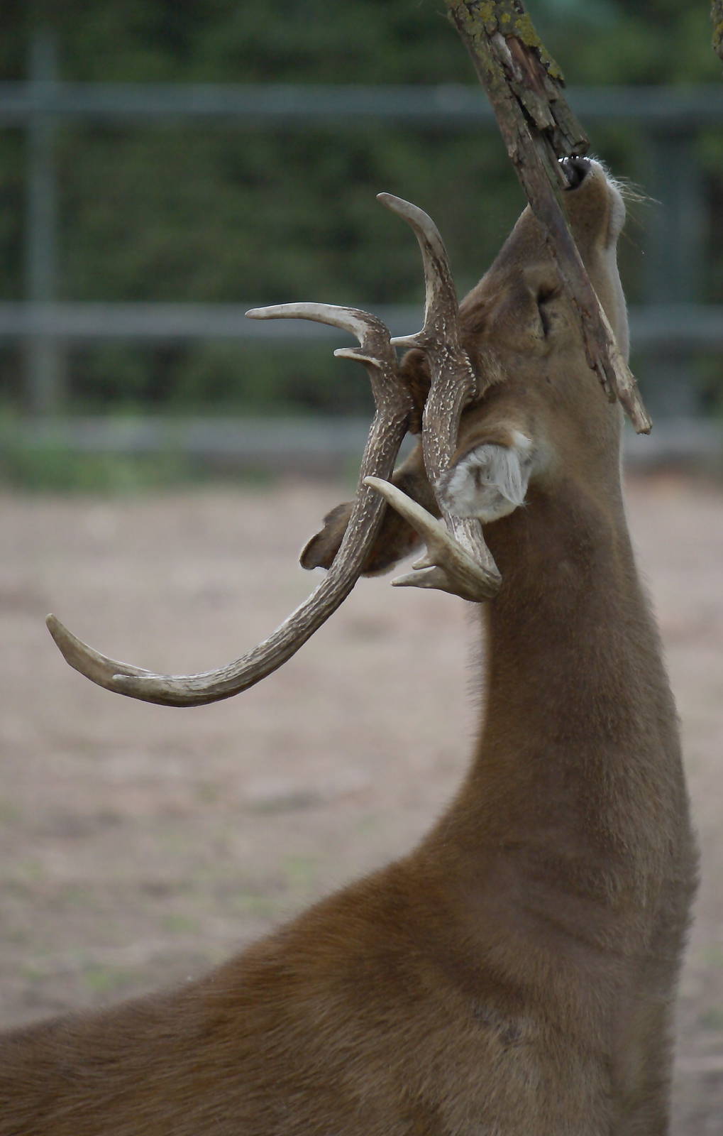 Burmese brow-antlered deer stag