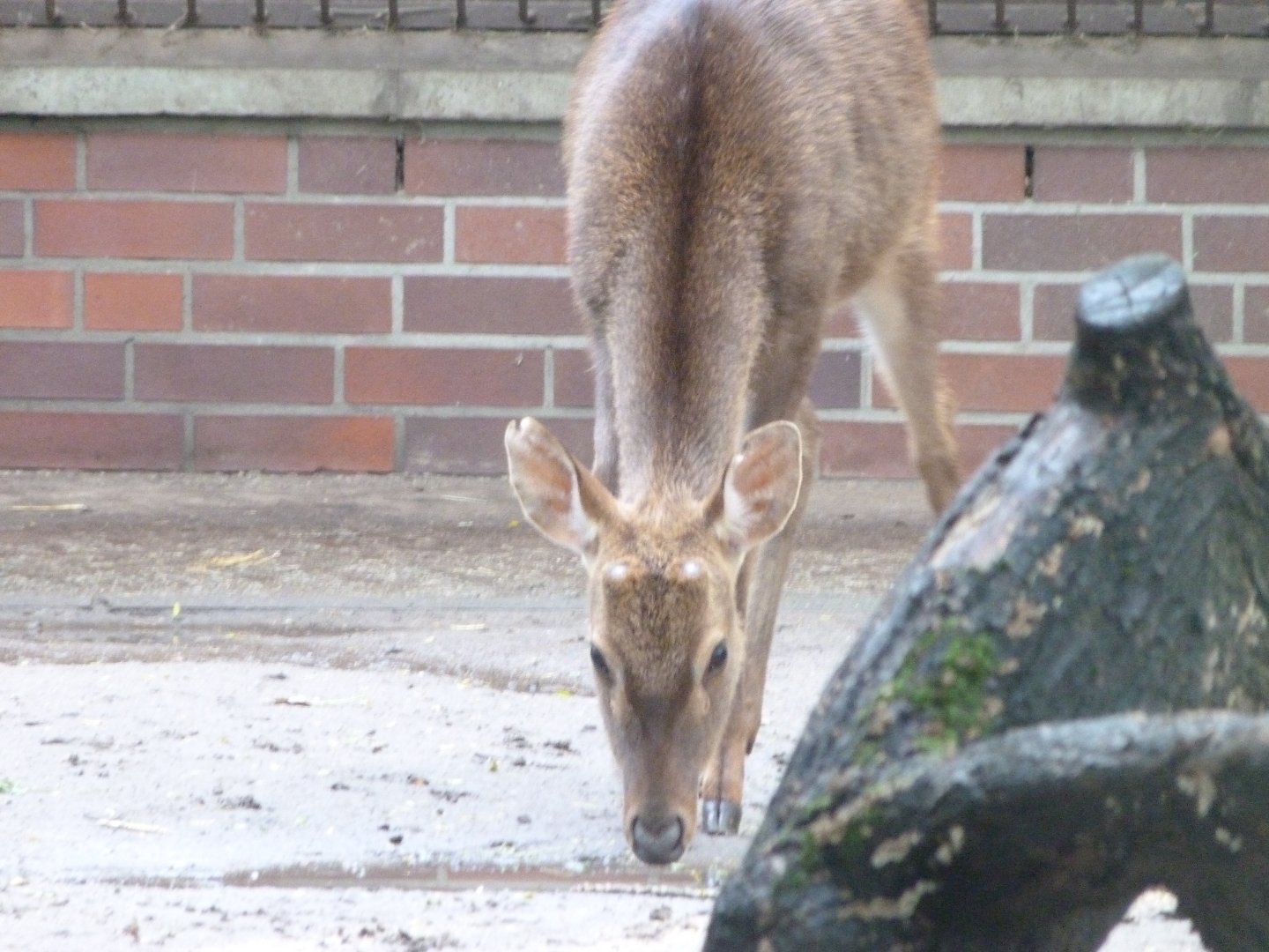 Burmese brow-antlered deer -Tierpark Berlin (2024)