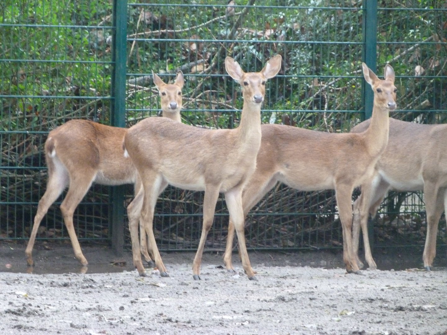 Burmese brow-antlered deer -Tierpark Berlin (2024)