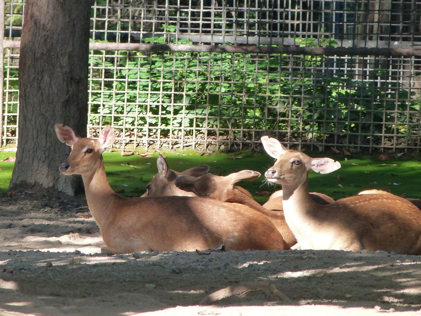 Burmese brow-antlered deer -Zoo Praha (2025)