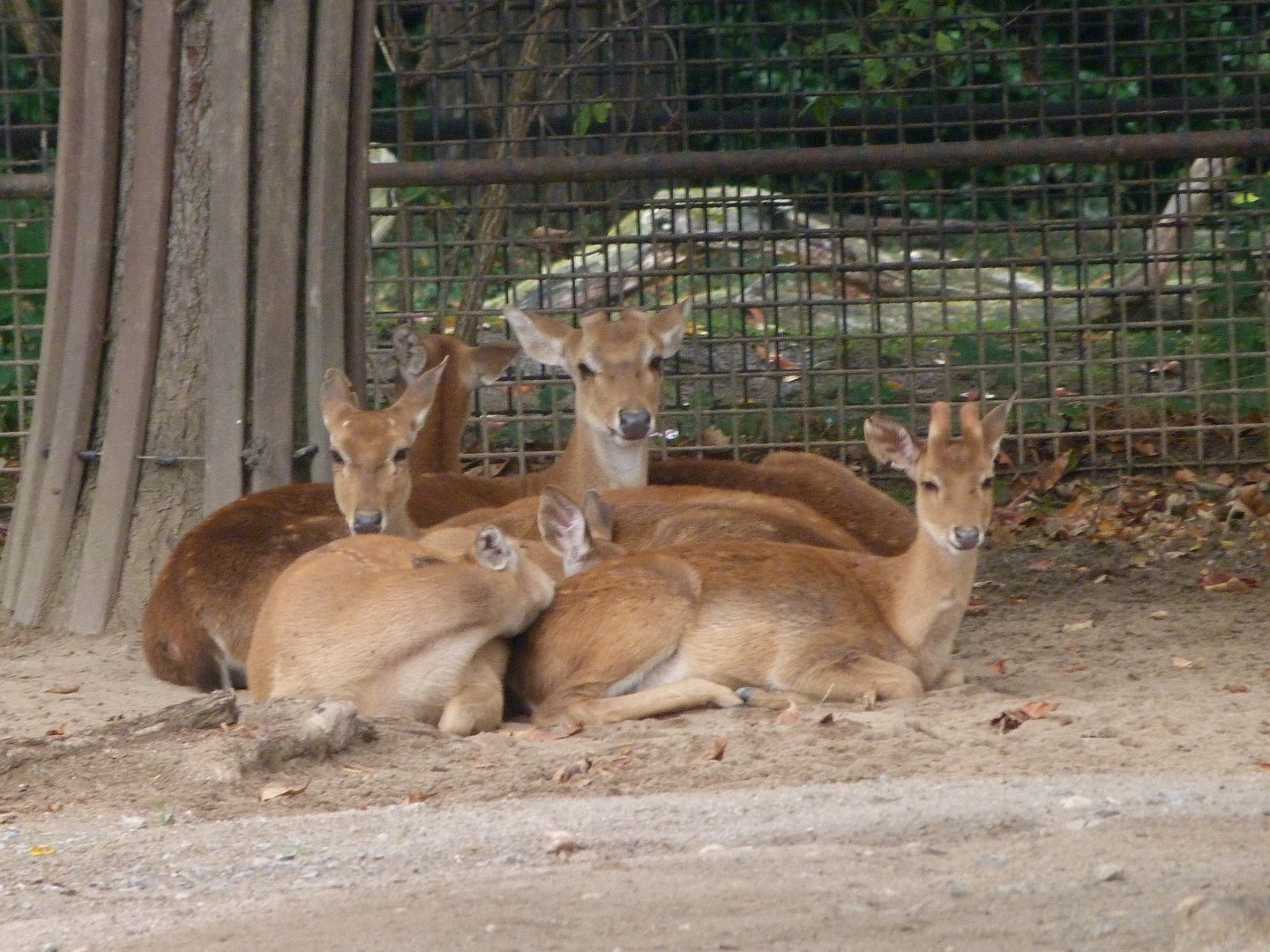 Burmese brow-antlered deer -Zoo Praha (2025)