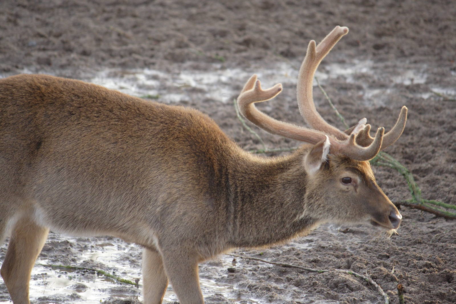 Burmese brow-antlered deer
